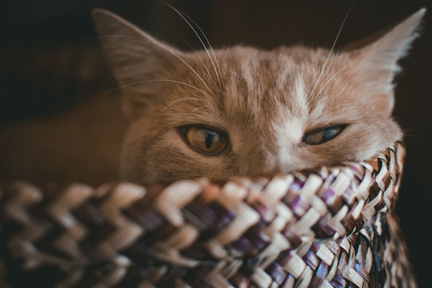 Portrait d'un chat essayant de dormir dans un sac