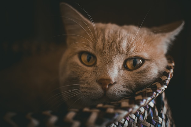 Portrait d'un chat essayant de dormir dans un sac