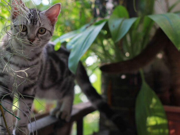 Photo portrait d'un chat sur des feuilles