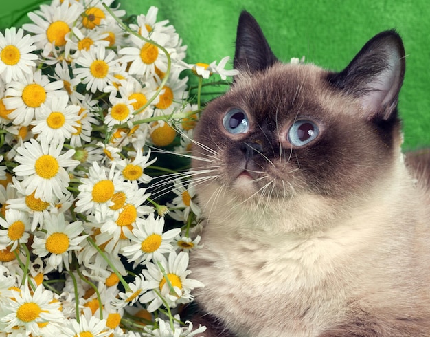 Portrait de chat avec des fleurs