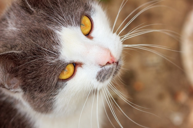 Portrait d'un chat fou regarde en gros plan