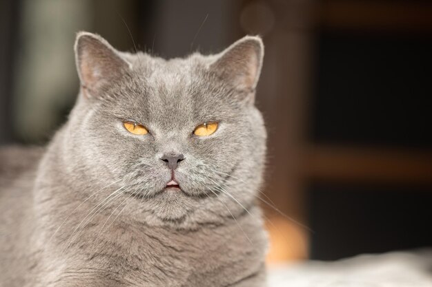 Portrait d'un chat gris allongé avec des yeux orange en gros plan chat à poil court bleu britannique mise au point sélective