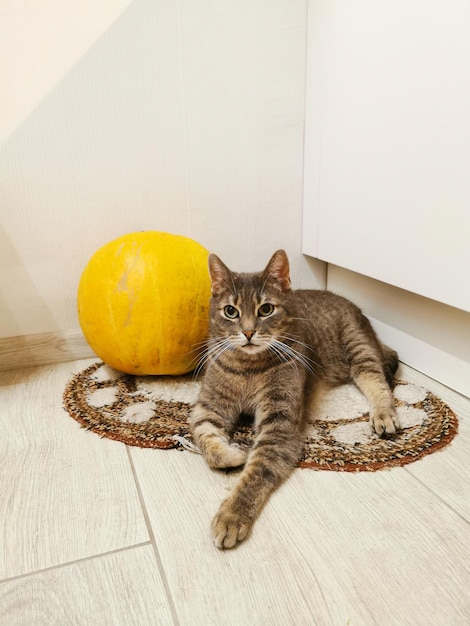 Portrait d'un chat gris assis sur un tapis avec une citrouille orange malade à l'intérieur Halloween