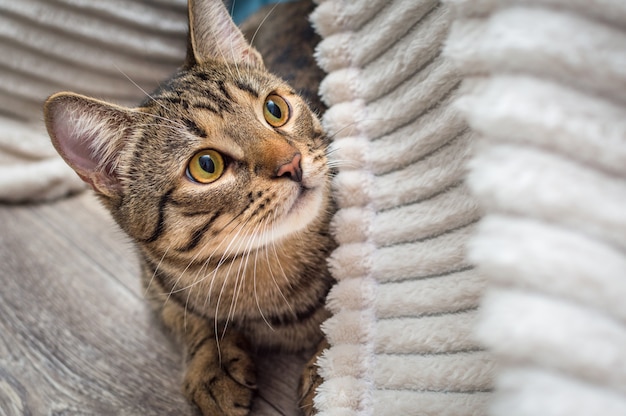 Portrait d'un chat gris aux yeux jaunes en gros plan. Race de chat du Bengale