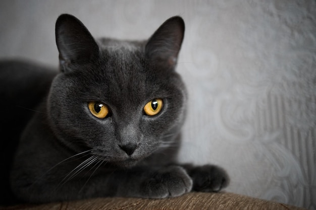 Portrait d'un chat gris britannique gros plan copie de l'espace