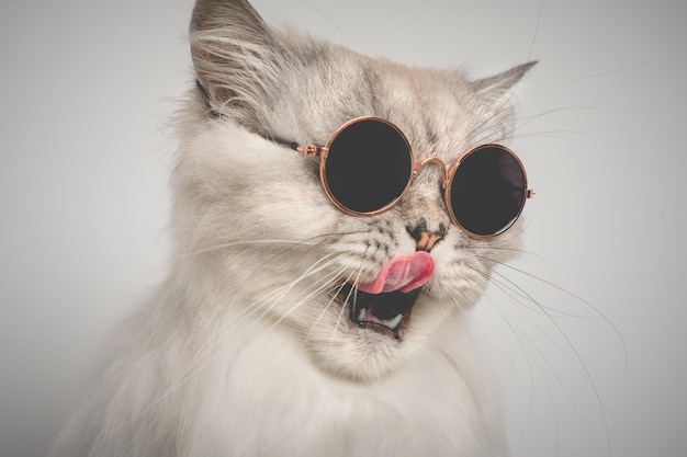 Portrait de chat gris drôle avec la bouche ouverte dans des lunettes de soleil Chat léchant les lèvres Espace de copie