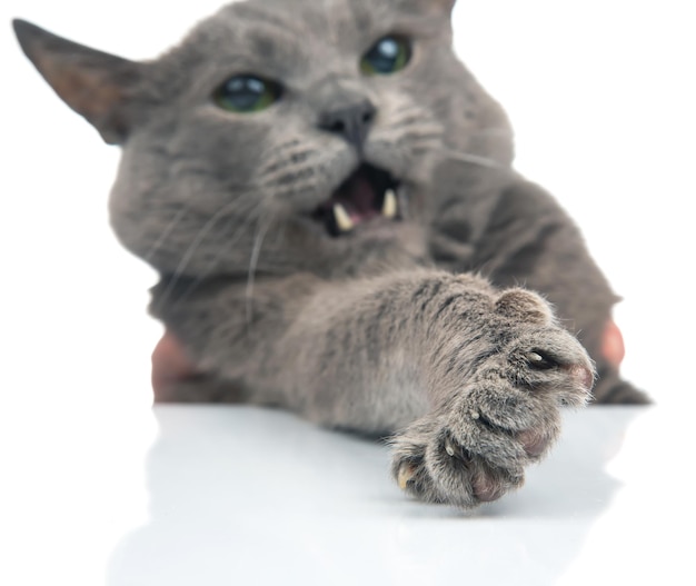 Portrait d'un chat gris sur fond blanc gros plan