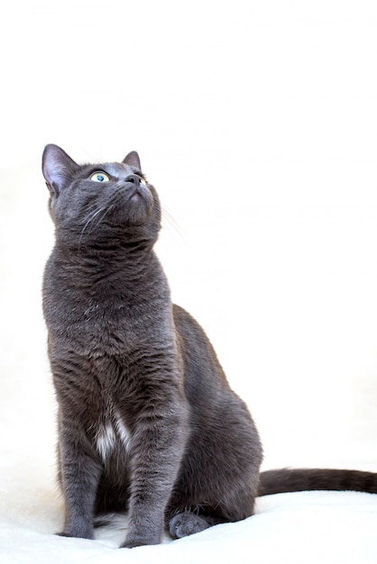 Portrait de chat gris sur fond blanc