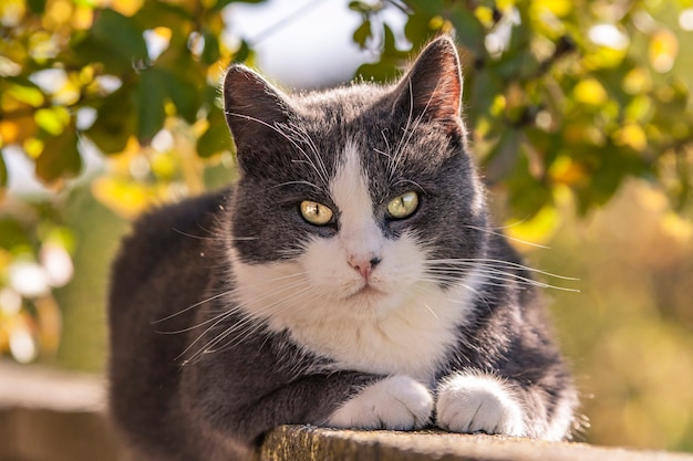 Portrait d'un chat gris immergé dans la nature par une journée ensoleillée