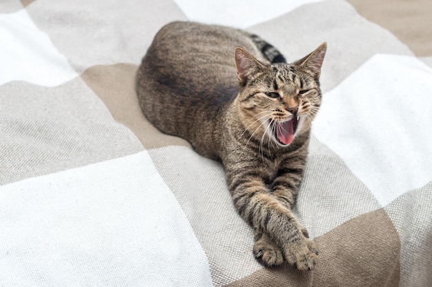 Portrait d'un chat gris sur un lit qui bâille