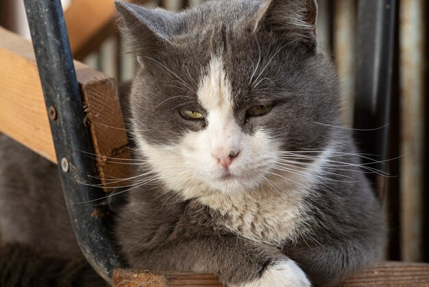 Portrait de chat gris mignon avec les yeux fermés