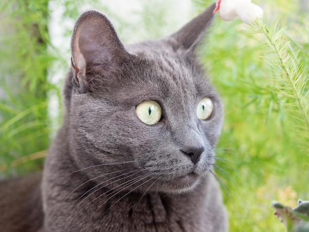 Portrait d'un chat gris de la race bleu russe regardant sur le côté. Arrière-plan flou
