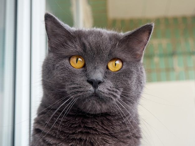 Portrait d'un chat gris se bouchent.