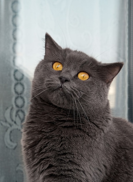 Portrait d'un chat gris se bouchent.