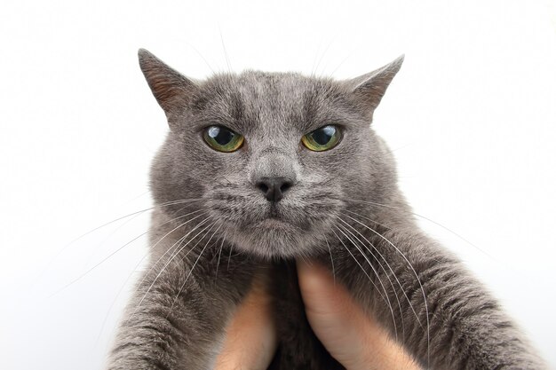 Portrait d'un chat gris sérieux