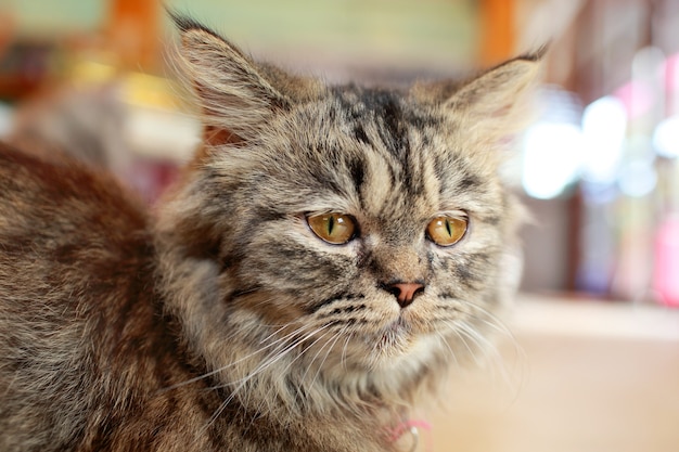 Portrait d'un chat gris.