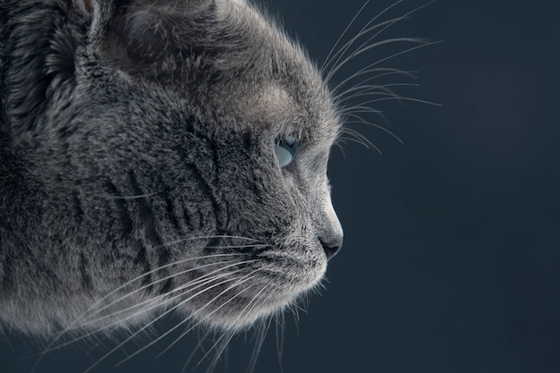 Portrait de chat gris