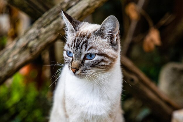 Portrait de chat en gros plan