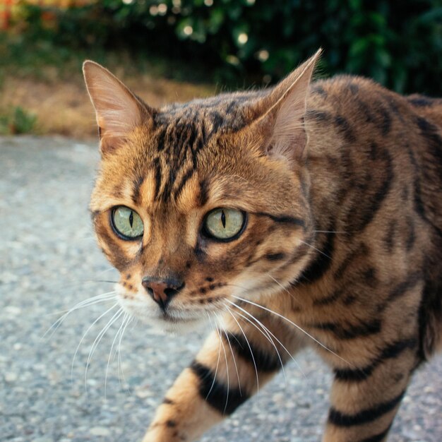 Portrait de chat en gros plan