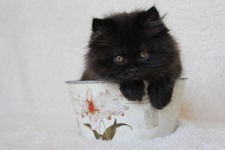 Photo portrait de chat en gros plan
