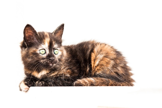 Portrait de chat en gros plan
