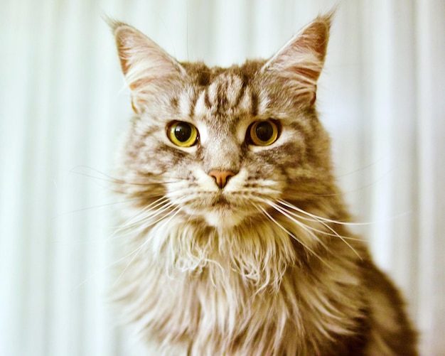 Portrait de chat en gros plan