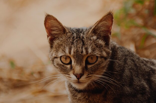 Photo portrait de chat en gros plan