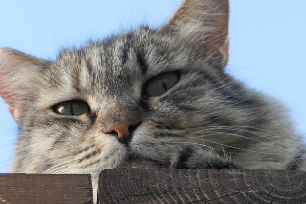 Photo portrait de chat en gros plan