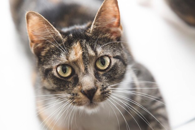 Portrait de chat en gros plan