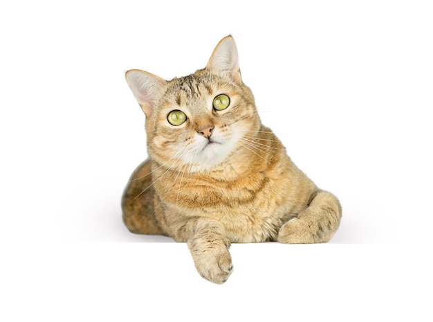 Portrait d'un chat isolé sur fond blanc