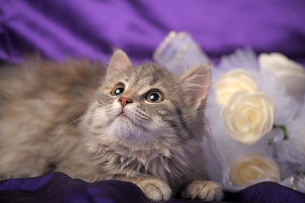 Photo portrait d'un chat sur le lit