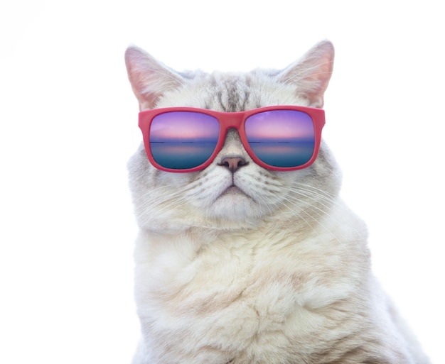 Portrait d'un chat en lunettes de soleil avec reflet de la mer. Isolé sur fond blanc