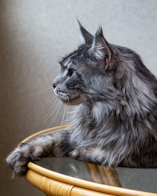 Portrait d'un chat Maine Coon argenté. Prendre soin des animaux