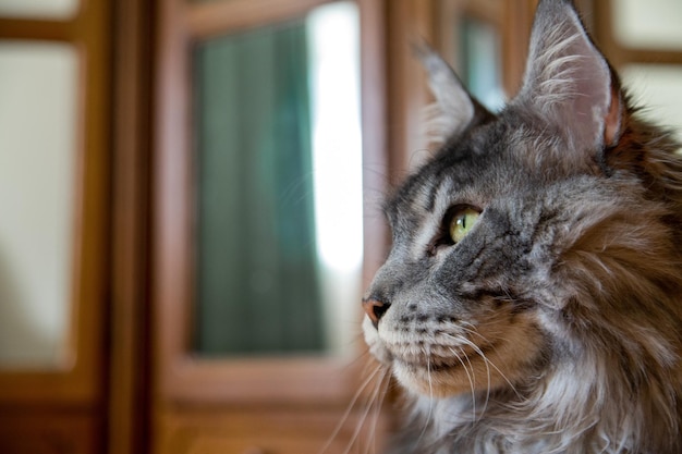 Portrait d'un chat Maine Coon argenté