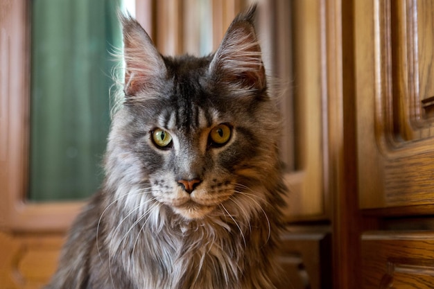 Portrait d'un chat Maine Coon argenté