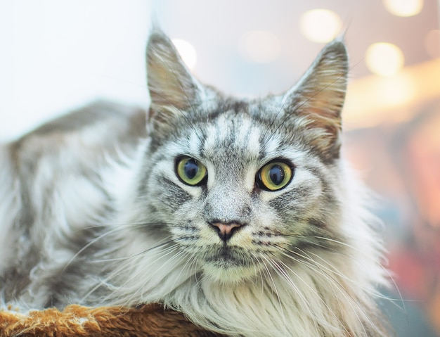 Portrait de chat Maine Coon gris