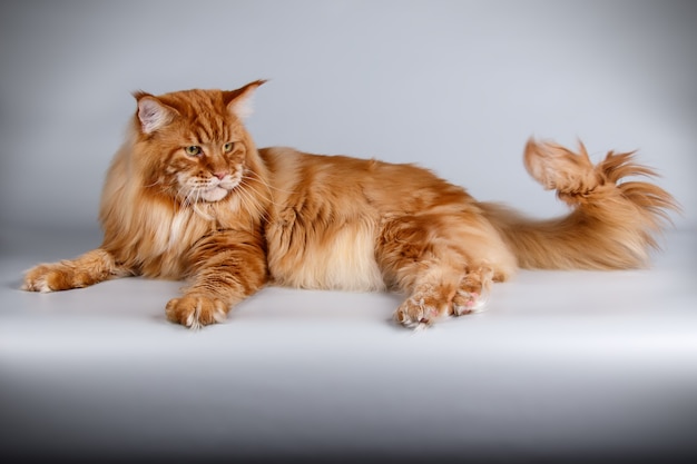 Portrait d'un chat Maine Coon sur mur de couleur