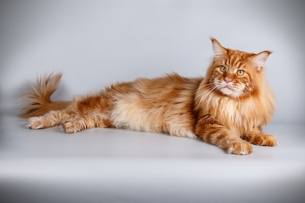 Portrait d'un chat Maine Coon sur mur de couleur