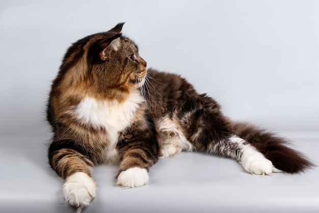 Portrait d'un chat Maine Coon sur mur de couleur