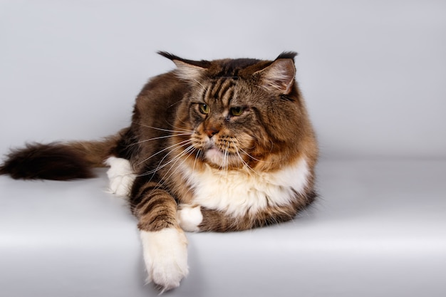 Portrait d'un chat Maine Coon sur mur de couleur