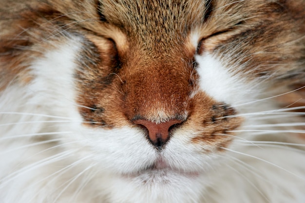 Un portrait d'un chat mignon aux yeux fermés