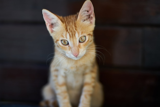 Portrait de chat mignon jaune