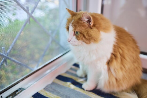 Portrait de chat mignon près de la fenêtre à la maison