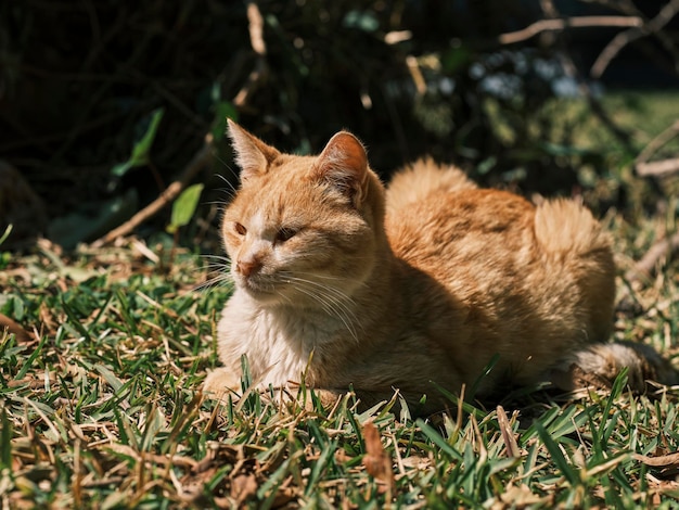 Portrait d'un chat mignon