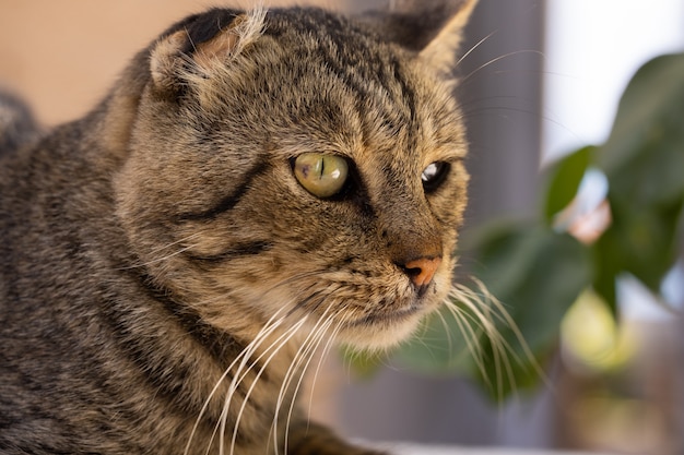 Portrait d'un chat mignon