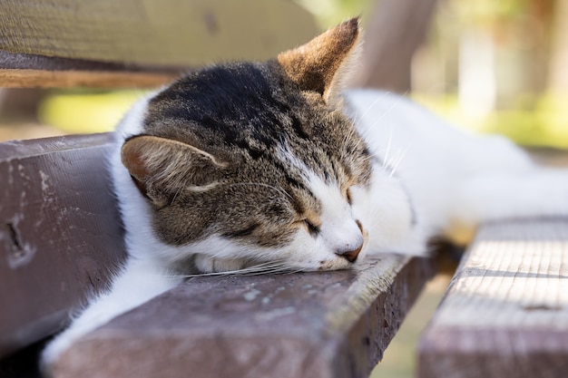 Portrait d'un chat mignon