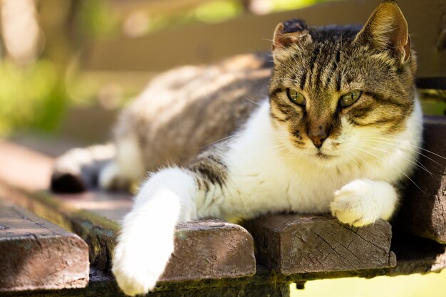 Portrait d'un chat mignon