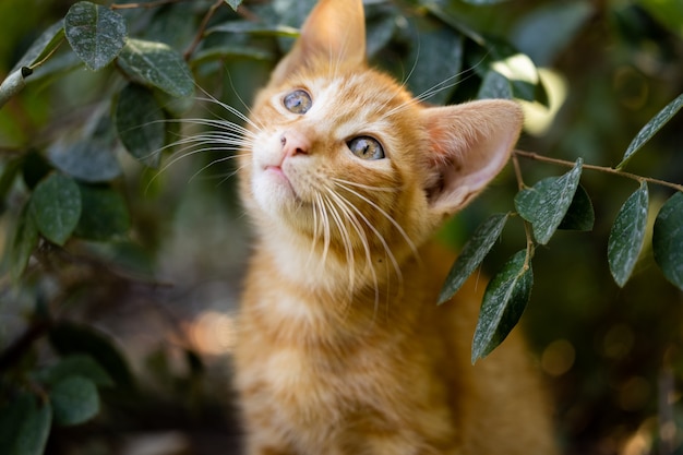 Portrait d'un chat mignon