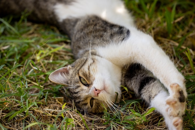 Portrait d'un chat mignon