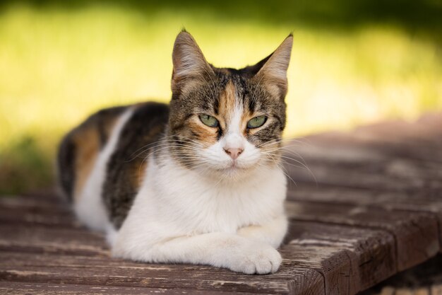 Portrait d'un chat mignon